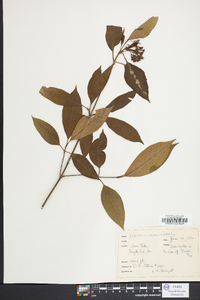 Viburnum cassinoides image