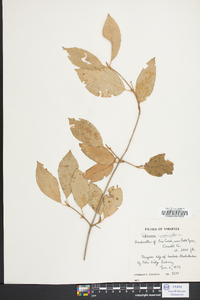 Viburnum cassinoides image