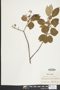 Viburnum cassinoides image