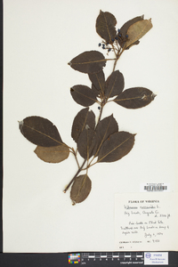 Viburnum cassinoides image