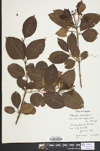 Viburnum cassinoides image