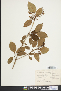 Viburnum cassinoides image