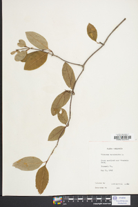 Viburnum cassinoides image