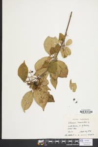 Viburnum cassinoides image