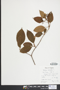 Viburnum cassinoides image