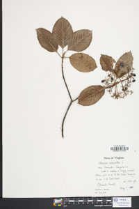 Viburnum cassinoides image