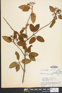 Viburnum cassinoides image