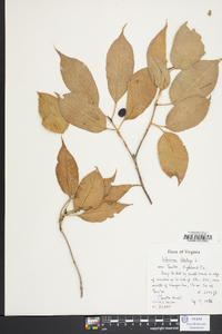 Viburnum lentago image