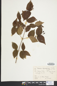 Viburnum rafinesqueanum image