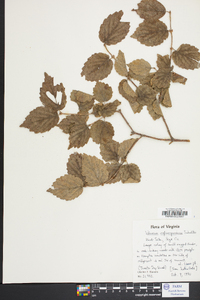 Viburnum rafinesqueanum image