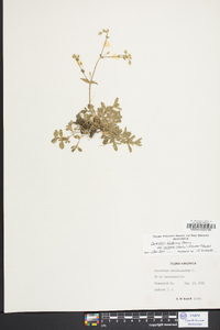 Cerastium fontanum subsp. vulgare image