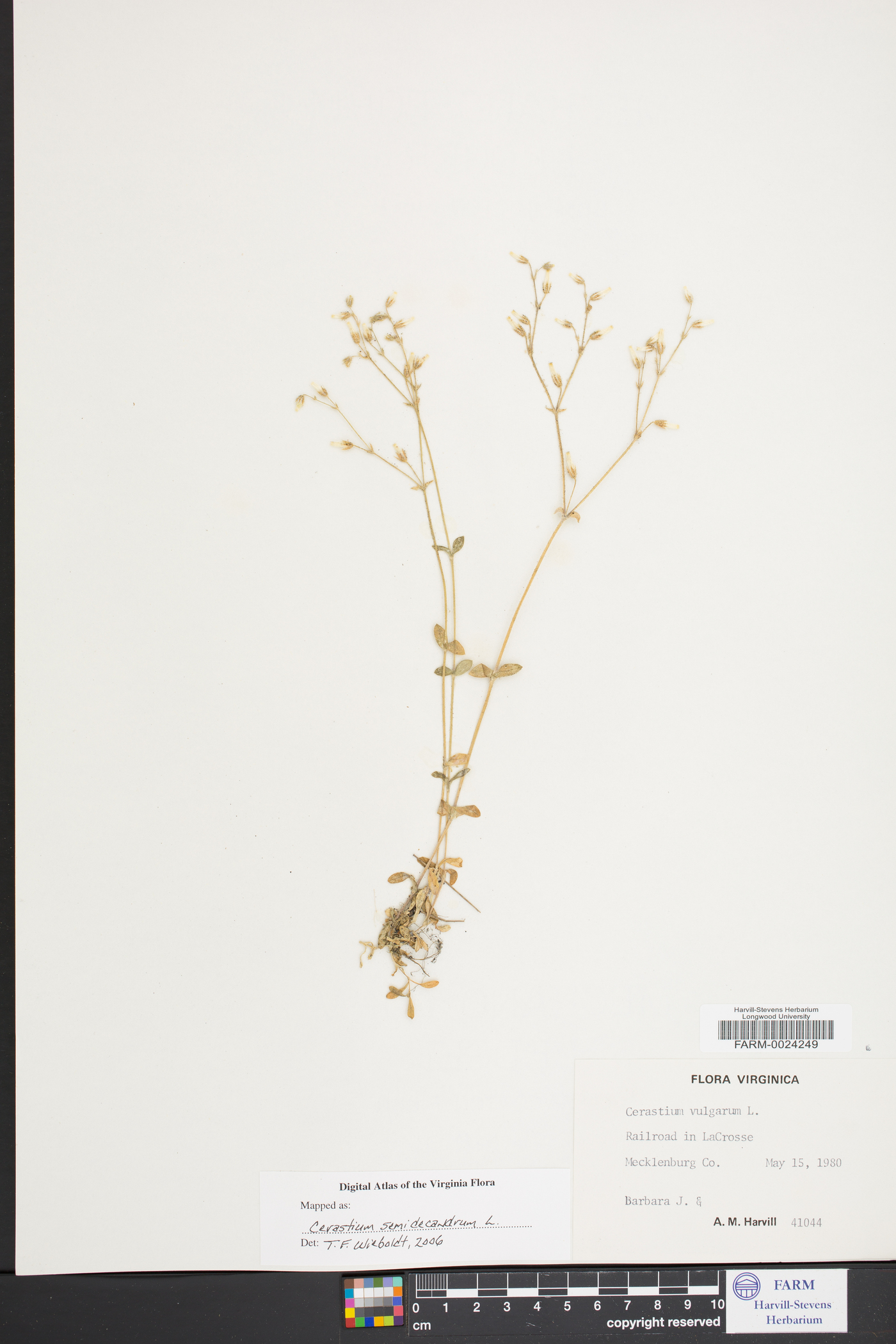 Cerastium semidecandrum image