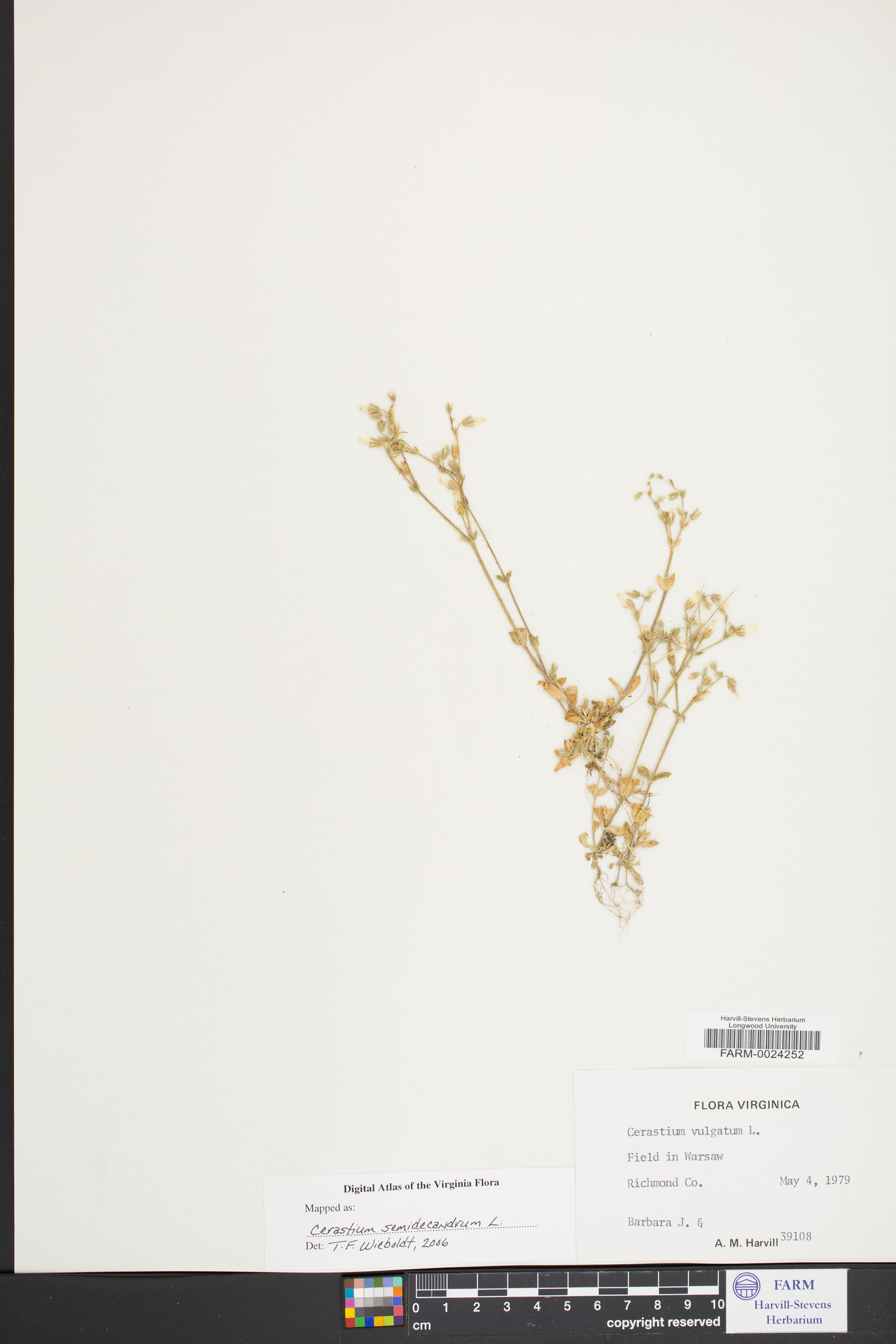 Cerastium semidecandrum image