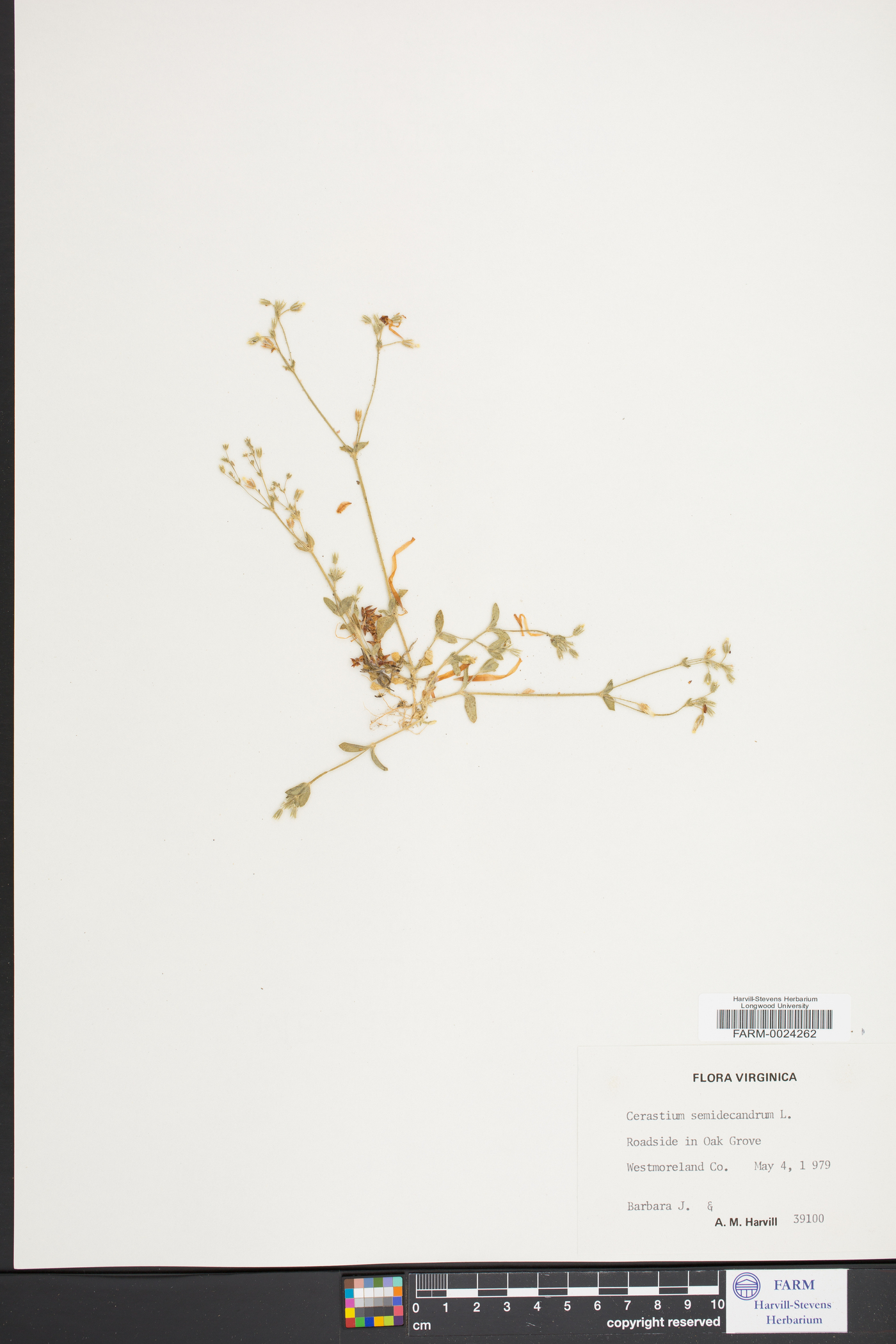 Cerastium semidecandrum image