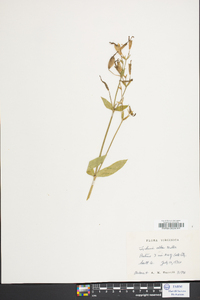 Silene latifolia image