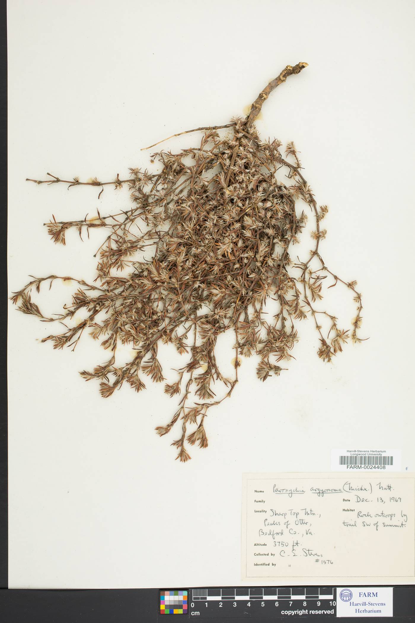 Paronychia argyrocoma image