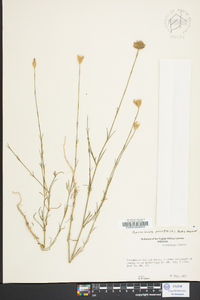 Petrorhagia prolifera image