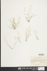 Sagina decumbens image