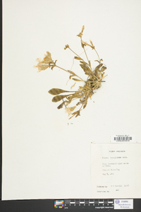 Silene caroliniana image