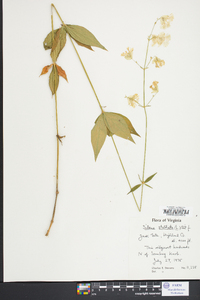 Silene stellata image