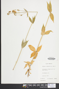 Silene stellata image