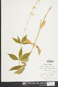 Silene stellata image