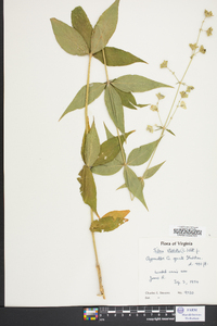 Silene stellata image