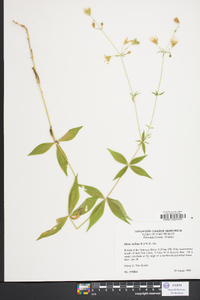 Silene stellata image