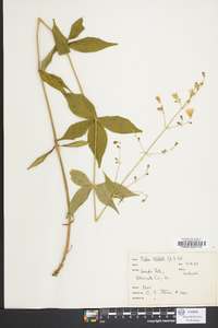 Silene stellata image