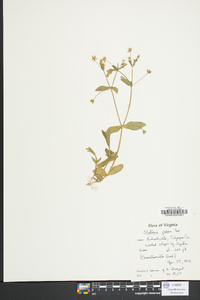 Stellaria pubera image