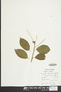 Celastrus scandens image