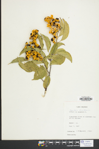 Celastrus scandens image