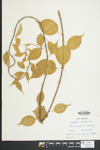 Celastrus scandens image