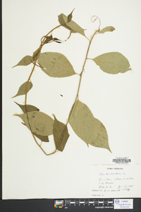 Celastrus scandens image