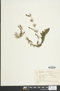 Ceratophyllum demersum image