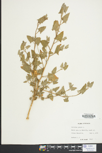 Atriplex patula image