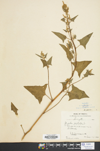 Atriplex patula image