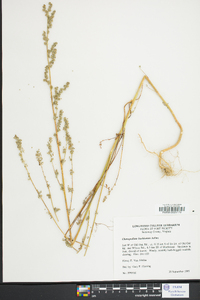 Chenopodium bushianum image