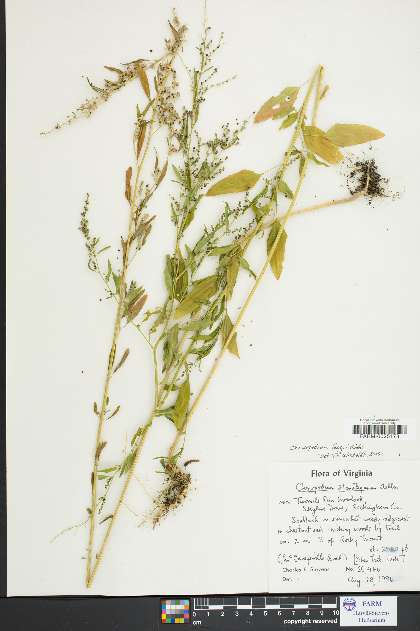 Chenopodium foggii image