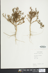 Salicornia bigelovii image