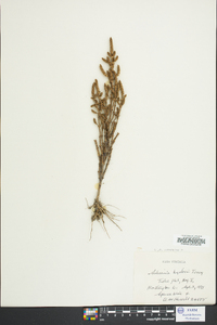 Salicornia bigelovii image