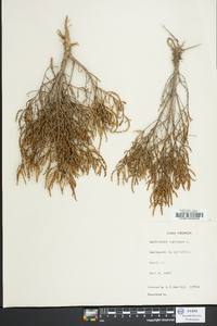 Salicornia virginica image