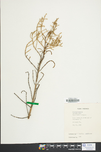 Salicornia virginica image