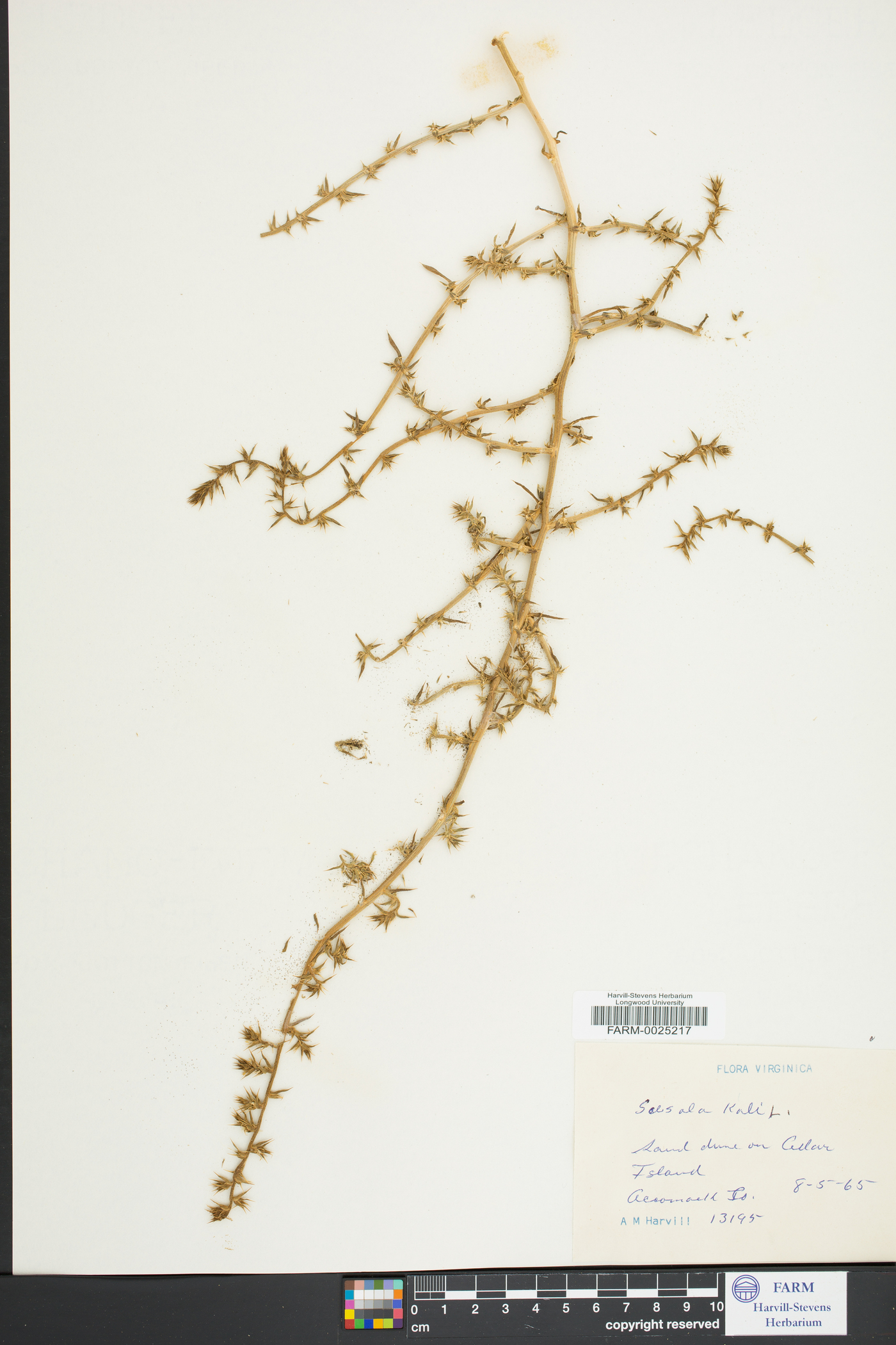 Salsola kali image