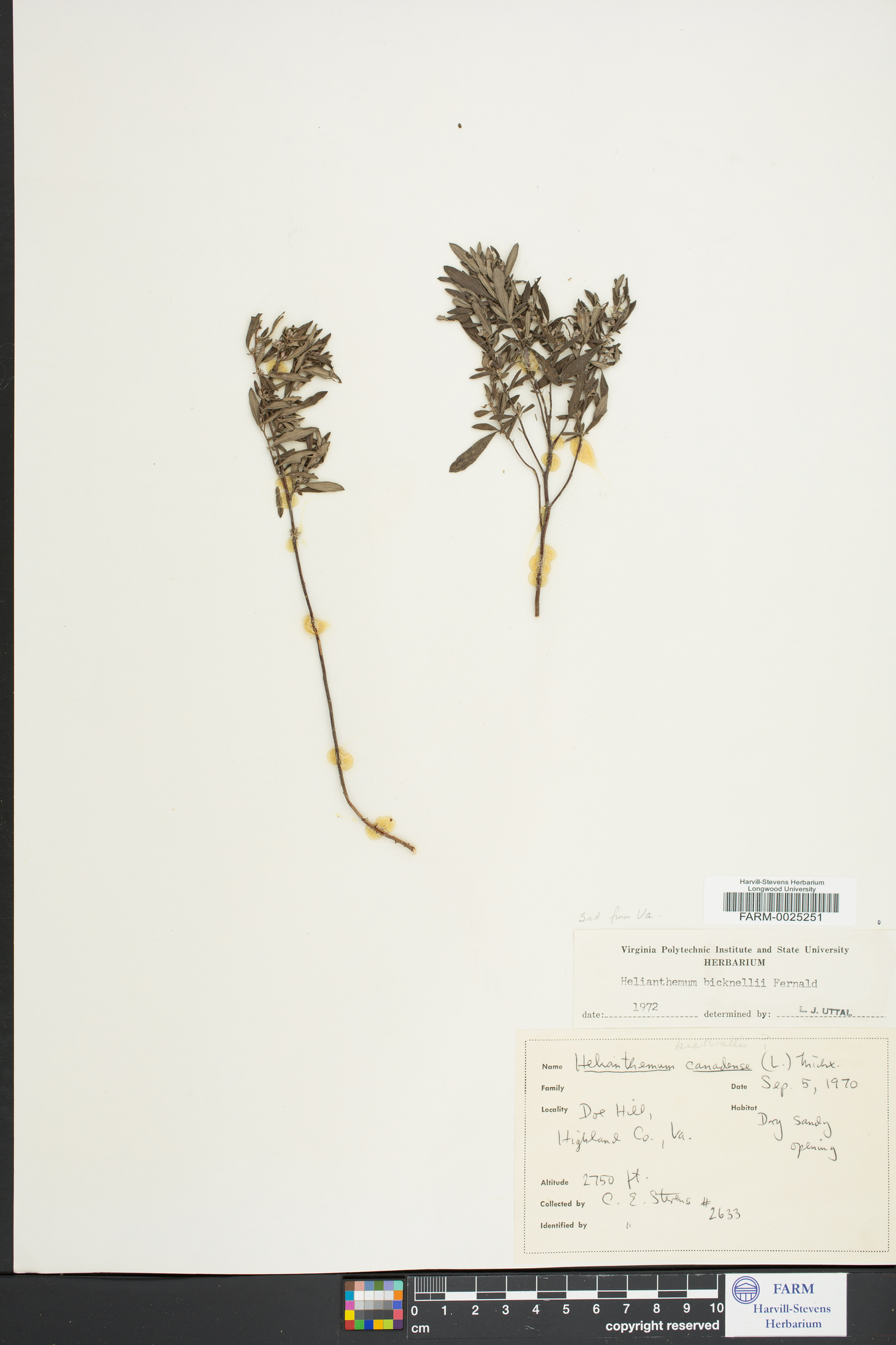 Helianthemum bicknellii image