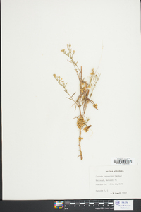 Cuscuta campestris image