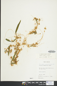 Cuscuta campestris image