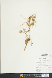 Cuscuta campestris image