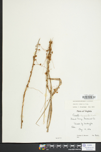 Cuscuta compacta image