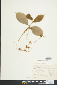 Cuscuta compacta image